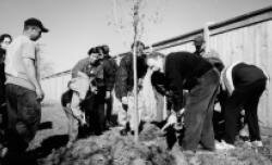 Planting Trees